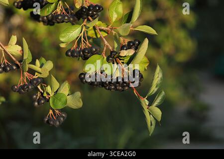 Schokoladenbeeren auf einem Zweig mit verschwommenem Hintergrund Stockfoto