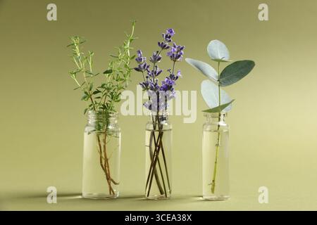 Ätherische Öle mit verschiedenen Pflanzen in Flaschen auf grünem Hintergrund Stockfoto
