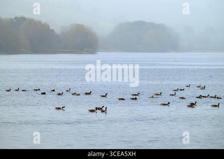 Eine Schar Kanadiengänse schwimmt an einem nebeligen Morgen auf dem Blagdon Lake in Somerset Stockfoto