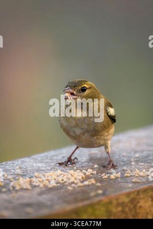 Weibliche Chaffinch essen Vogelsamen vom Zaunpfosten an einem frostigen sonnigen Morgen auf den Somerset Levels, Großbritannien Stockfoto