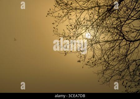 Sonnenaufgang durch Nebel und Baumzweige auf den Somerset Levels am frühen Morgen mit Ente im Hintergrund Stockfoto