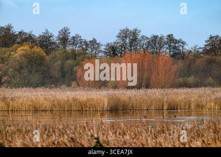Sonniger Tag im Winter im Naturschutzgebiet Ham Wall auf den Somerset Levels, Großbritannien, mit Enten, die zwischen den Schilfbetten schwimmen Stockfoto