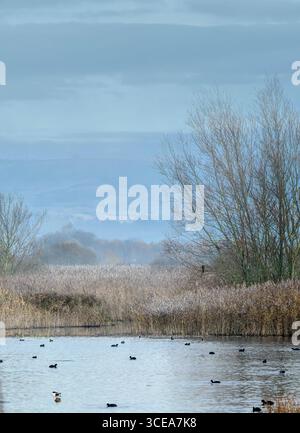 Im Naturschutzgebiet Ham Wall auf den Somerset Levels werden im nebligen Winter Hähnchen und Raubvögel im Baum beobachtet Stockfoto