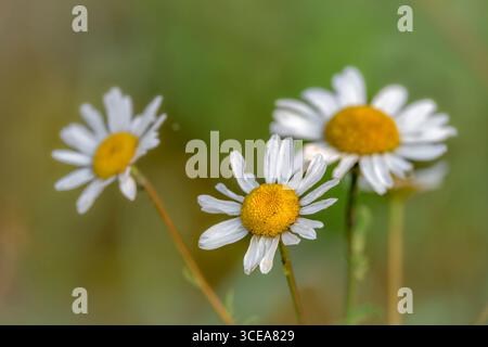 Oxeye-Gänseblümchen wachsen am Chew Valley Lake, Somerset im Sommer, aufgenommen mit einer geringen Tiefe des Feldes Stockfoto
