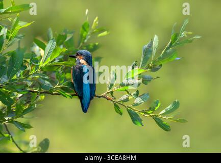 Männlicher Eisvogel wartet geduldig auf einem Zweig mit wunderschönem Hintergrund, aufgenommen in Somerset Stockfoto