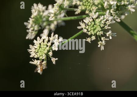 Marmelade hoverfly on Cow Pastinaken Blumen, aufgenommen in Somerset, Großbritannien Stockfoto