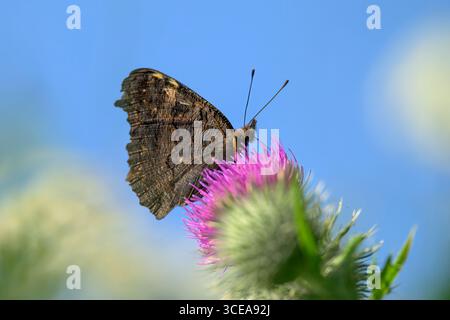 Pfauenfalter auf Speerdistel an sonnigen Sommertagen Stockfoto