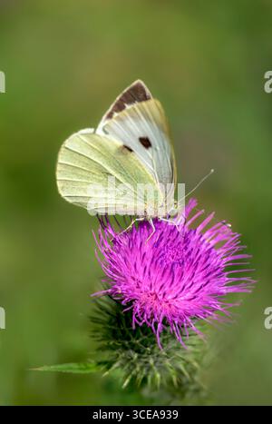 Weibchen großer Weißer Schmetterling, auch bekannt als Kohl White, ernährt sich an sonnigen Tagen im Sommer von Speerdistel Stockfoto