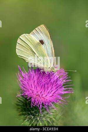 Weibchen großer Weißer Schmetterling, auch bekannt als Kohl White, ernährt sich an sonnigen Tagen im Sommer von Speerdistel Stockfoto