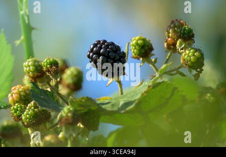 Eine große brombeere, verzehrfertig, wächst zwischen unreifen Brombeeren Stockfoto
