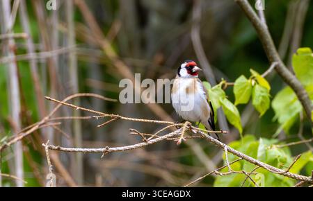 Europäischer Goldfinch (Carduelis carduelis) männlich auf trockenem Fichtenzweig mit Blick auf die Kamera, Bialowieza Forest, Polen, Europa Stockfoto