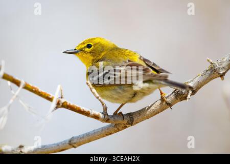Kiefernfellern (Setophaga pinus) im frühen Frühjahr - Nord-Minnesota, USA. Stockfoto