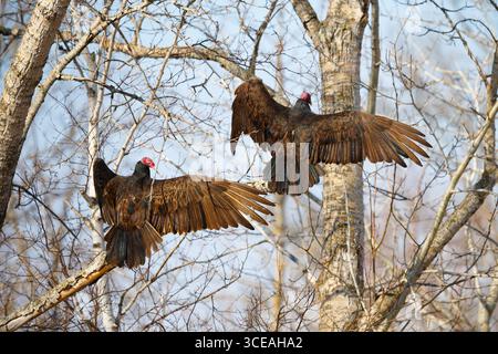 Zwei Putengeier (Cathartes Aura) sonnen sich morgens. Waldlandschaft im Norden von Minnesota, Anfang Frühling. Stockfoto