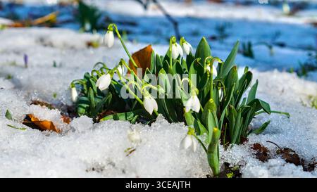 Schneeglöckchen blühen im Schnee – zarte weiße Blüten, die im Frühjahr auftauchen und um sie herum frischen Schnee haben Stockfoto
