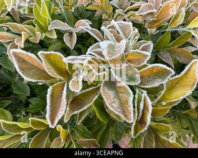 Frühmorgendfrost auf Blättern. Stockfoto