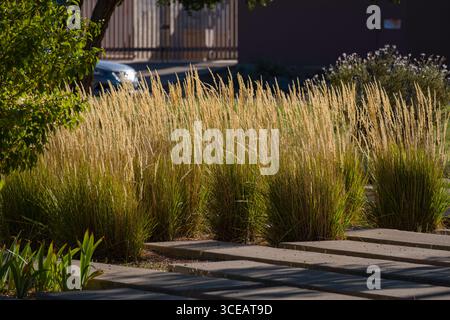 Native Neue mexikanische Gras in den Santa Fe Leipzig-engelsdorf Park, Santa Fe Leipzig-engelsdorf, Santa Fe, Santa Fe County, New Mexico, USA wachsenden Stockfoto