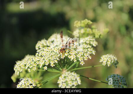 Papierwespen fressen Wassersellerie im Wayside Woods in Morton Grove, Illinois Stockfoto