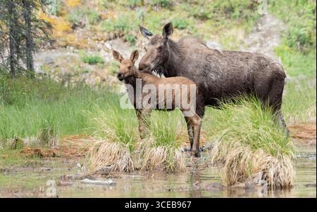 Elchkühe und Kälber; Nordamerika; Vereinigte Staaten; Alaska; Wildtiere; Hirsch; Elche: Alces alces gigas; Sommer; Fütterung im Teich Stockfoto