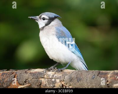 Extreme Nahaufnahme eines blauen jay, der auf einem Baum sitzt und in der Wildnis in Maine fotografiert wurde. Das Bild hat einen belaubten Hintergrund, der mit einem flachen Hintergrund fotografiert wurde Stockfoto