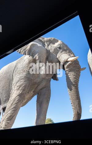 Afrikanischer Elefant (Loxodonta Africana) zu Fuß am Fenster des Onkolo Hide, Onguma Nature Reserve, Namibia, Afrika Stockfoto
