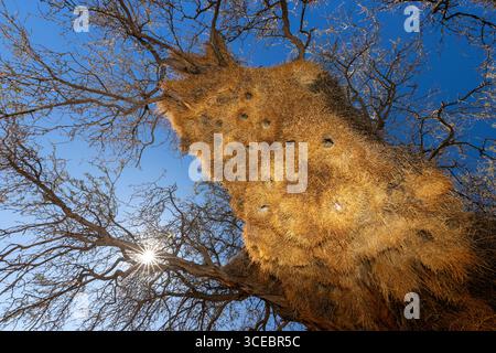 Blick auf die Honigwabenartige Struktur des soziablen Webernestes (Philetairus socius) - Namibia, Afrika Stockfoto