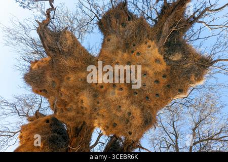 Blick auf die Honigwabenartige Struktur des soziablen Webernestes (Philetairus socius) - Namibia, Afrika Stockfoto