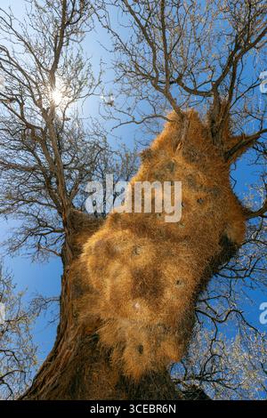Blick auf die Honigwabenartige Struktur des soziablen Webernestes (Philetairus socius) - Namibia, Afrika Stockfoto