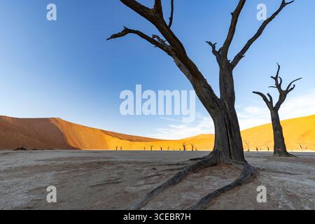 Tote Kameldornbäume in surrealer Deadvlei-Landschaft - Namib-Naukluft-Nationalpark, Namibia, Afrika Stockfoto