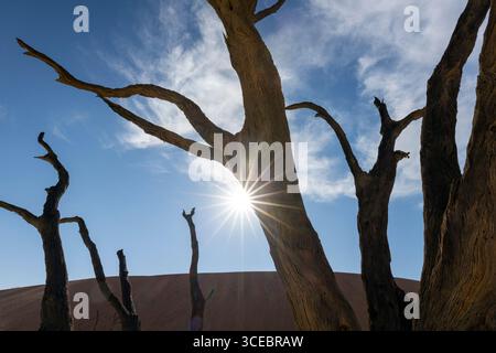 Sonnenschein durch tote Kameldornbäume in der surrealen Landschaft von Deadvlei - Namib-Naukluft-Nationalpark, Namibia, Afrika Stockfoto