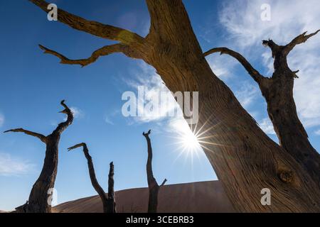 Sonnenschein durch tote Kameldornbäume in der surrealen Landschaft von Deadvlei - Namib-Naukluft-Nationalpark, Namibia, Afrika Stockfoto