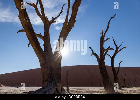 Sonnenschein durch tote Kameldornbäume in der surrealen Landschaft von Deadvlei - Namib-Naukluft-Nationalpark, Namibia, Afrika Stockfoto