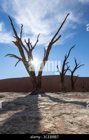 Sonnenschein durch tote Kameldornbäume in der surrealen Landschaft von Deadvlei - Namib-Naukluft-Nationalpark, Namibia, Afrika Stockfoto