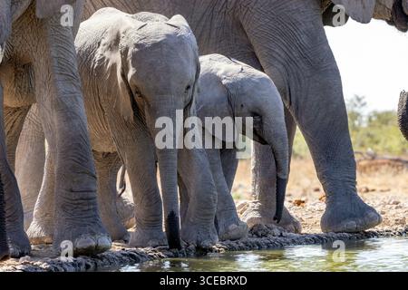 Afrikanischer Elefant (Loxodonta Africana) im Wasserloch - Ongava Private Game Reserve, Namibia, Afrika Stockfoto