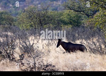 Rotes Hartebeest (Alcelaphus buselaphus caama) - Ongava Private Game Reserve, Namibia, Afrika Stockfoto