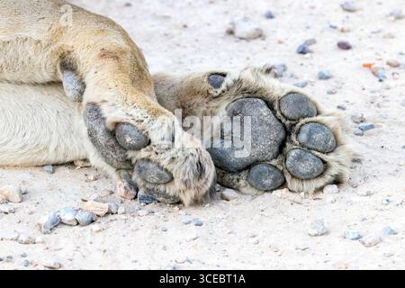 Nahaufnahme der Löwenpfoten (Panthera leo) - Ongava Private Game Reserve, Namibia, Afrika Stockfoto