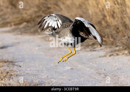 Weibliches schwarzes Korhaan (Afrotis afraoides) im Flug - Etosha Nationalpark, Namibia, Afrika Stockfoto