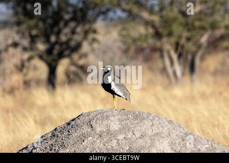 Männlicher schwarzer Korhaan (Afrotis afraoides) auf Termitenhügel im Etosha-Nationalpark - Namibia, Afrika Stockfoto