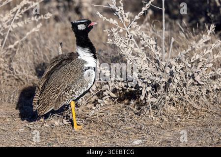 Männlicher schwarzer Korhaan (Afrotis afraoides) im Etosha-Nationalpark - Namibia, Afrika Stockfoto