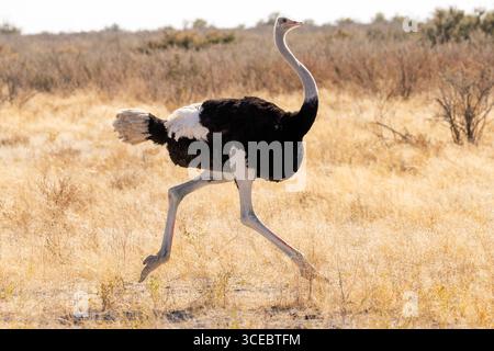 Männlicher Strauß (Struthio camelus) auf der Flucht im Etosha Nationalpark, Namibia, Afrika Stockfoto