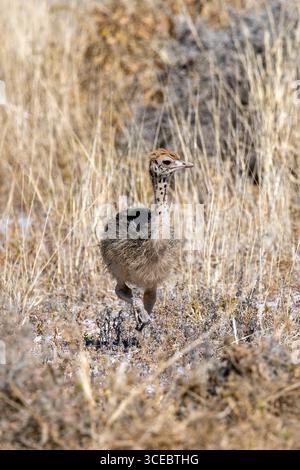 Straußenküken (Struthio camelus) im Etosha-Nationalpark, Namibia, Afrika Stockfoto