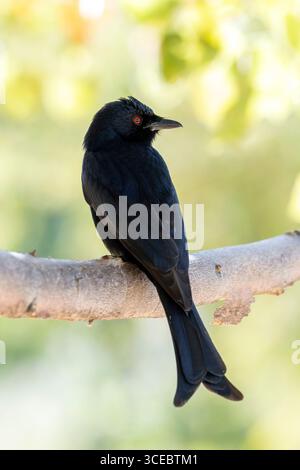 Gabelschwanzdrongo (Dicrurus adsimilis) - Ongava Private Game Reserve, Namibia, Afrika Stockfoto
