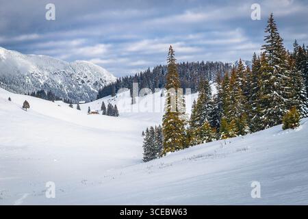 Zauberhafte Winterlandschaft mit schneebedeckten Kiefernwäldern in der märchenhaften Wildnis, Karpaten, Rumänien, Europa Stockfoto