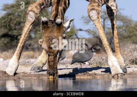 Angolanische Giraffe (Giraffa camelopardalis angolensis) trinkt am Wasserloch mit helmhaltigem Perlhühnchen (Numida meleagris) zwischen den Beinen - Onkolo H Stockfoto