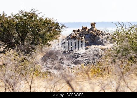 Gepard (Acinonyx jubatus) auf Termitenhügel im Etosha-Nationalpark - Namibia, Afrika Stockfoto