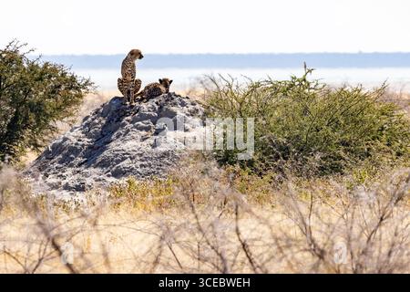 Gepard (Acinonyx jubatus) auf Termitenhügel im Etosha-Nationalpark - Namibia, Afrika Stockfoto