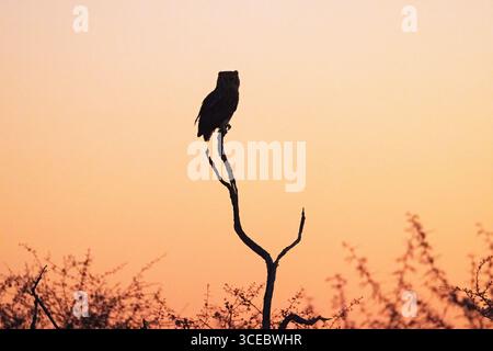 Silhouette von Verreaux Uhu (Ketupa lactea) bei Sonnenuntergang - Onguma Nature Reserve, Namibia, Afrika Stockfoto