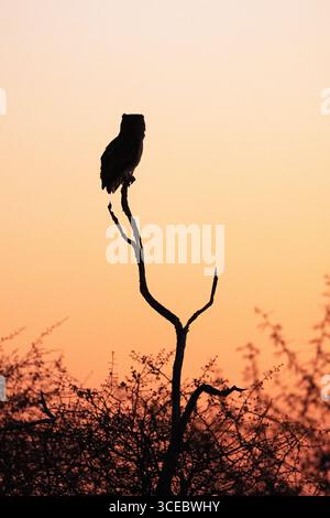 Silhouette von Verreaux Uhu (Ketupa lactea) bei Sonnenuntergang - Onguma Nature Reserve, Namibia, Afrika Stockfoto