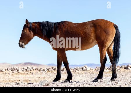 Namib Wüstenpferd (Wildpferd) in Garub - in der Nähe von aus, Namibia, Afrika Stockfoto
