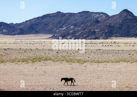 Namib Wüstenpferd (Wildpferd) in Garub - in der Nähe von aus, Namibia, Afrika Stockfoto