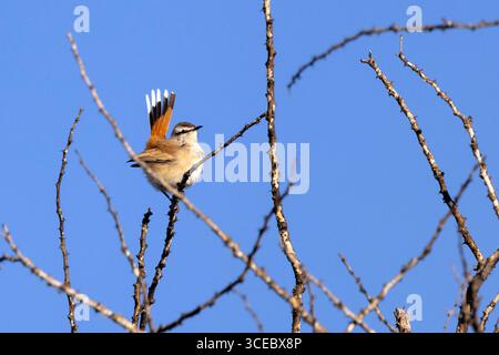 Kalahari Scrub-Robin (Cercotrichas paena) - Okonjima Nature Reserve, in den Omboroko Bergen von Namibia, Afrika Stockfoto